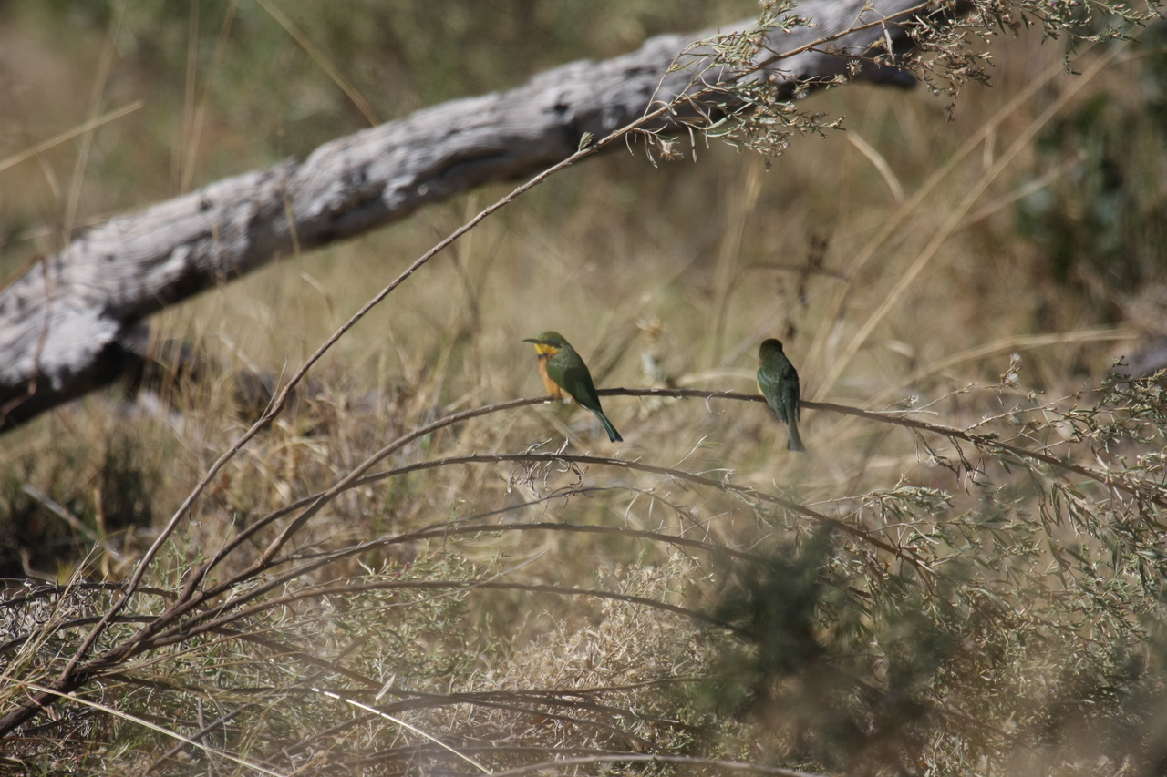 [21194] 2016_06_29_04_07_04_Africa_Canon_EOS_40D_IMG__03392.jpg
