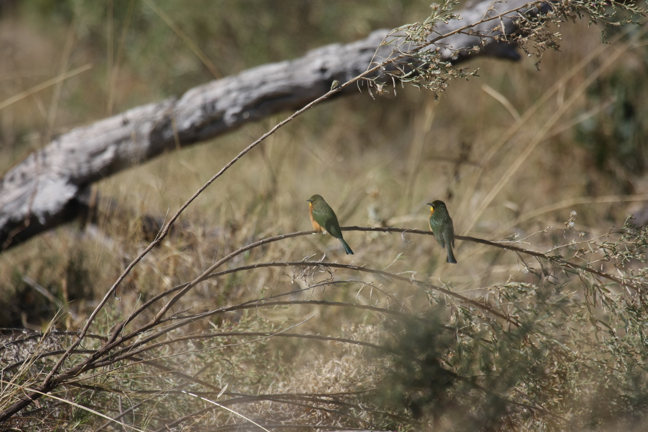 [21205] 2016_06_29_04_07_10_Africa_Canon_EOS_40D_IMG__10843.jpg