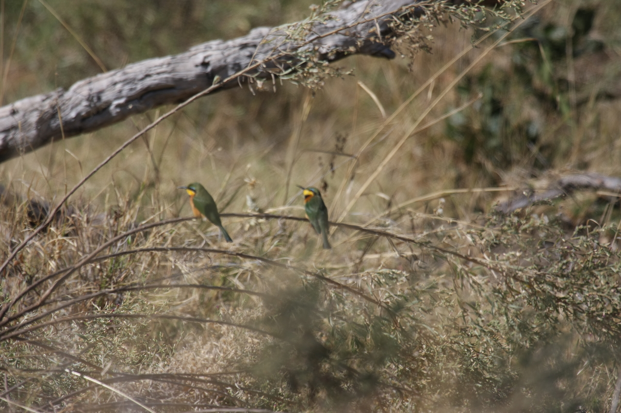 [21208] 2016_06_29_04_07_17_Africa_Canon_EOS_40D_IMG__00157.jpg