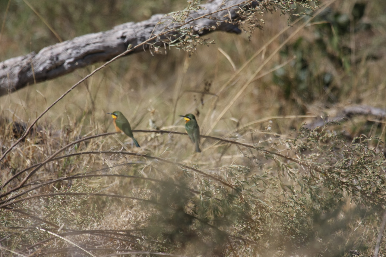 [21209] 2016_06_29_04_07_17_Africa_Canon_EOS_40D_IMG__03397.jpg