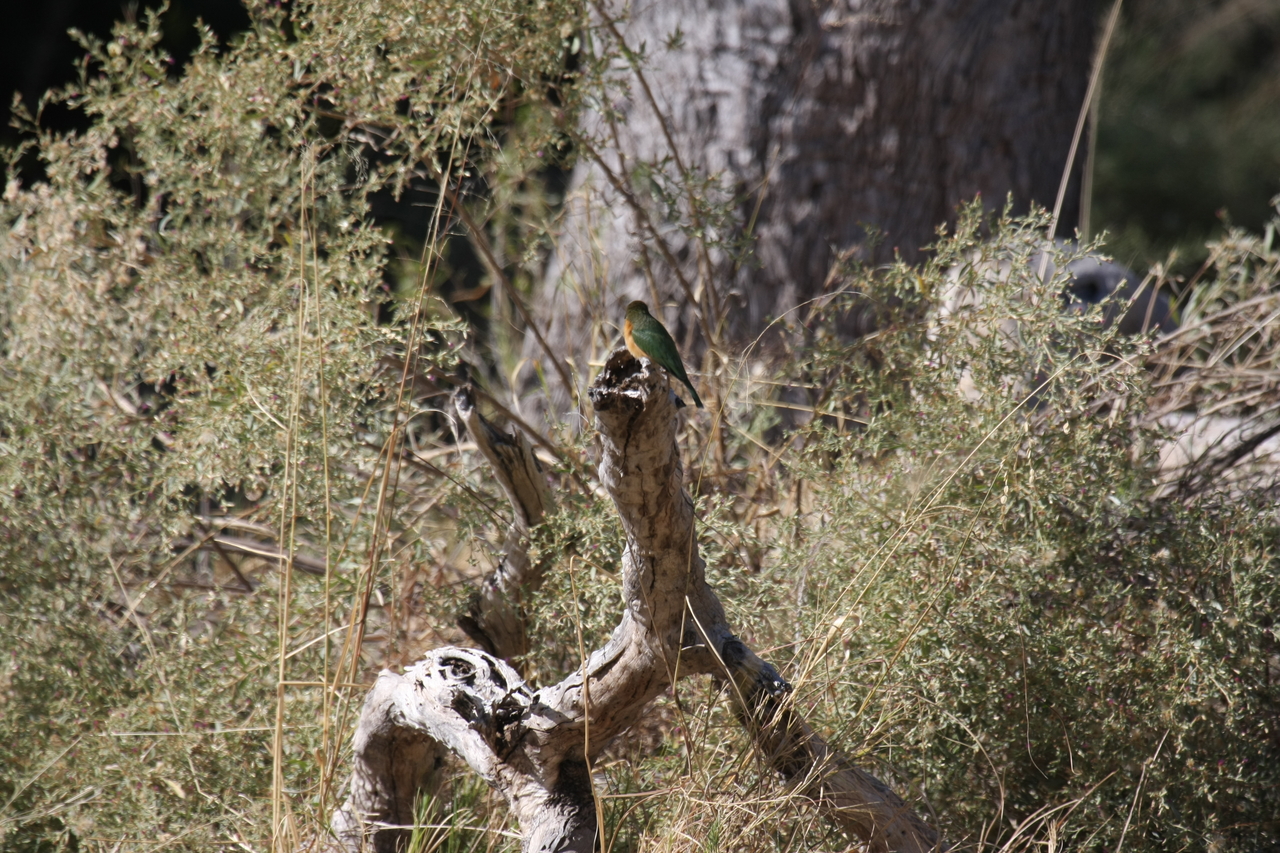 [21216] 2016_06_29_04_07_37_Africa_Canon_EOS_40D_IMG__00160.jpg