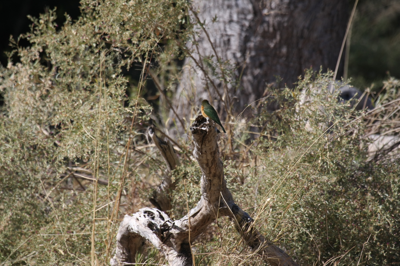 [21218] 2016_06_29_04_07_37_Africa_Canon_EOS_40D_IMG__03401.jpg