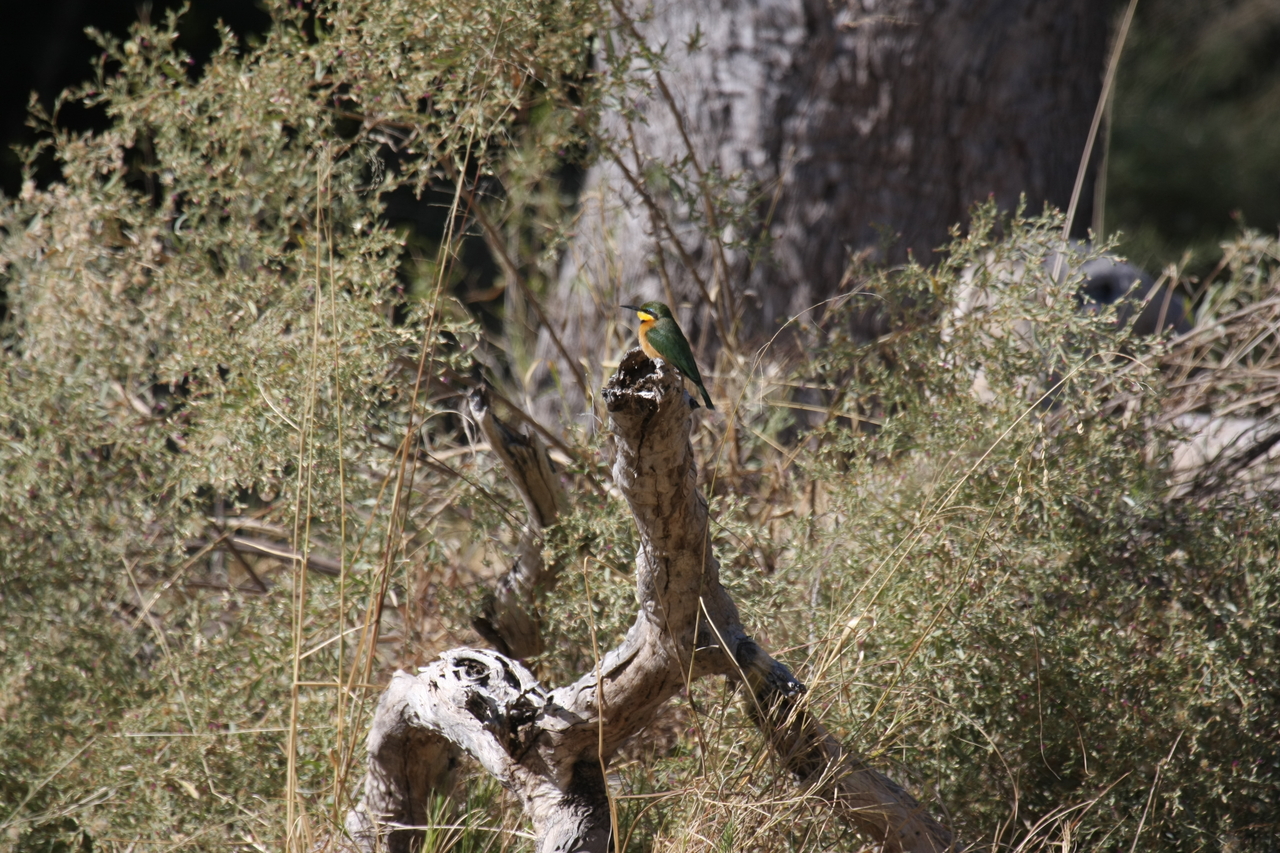 [21220] 2016_06_29_04_07_37_Africa_Canon_EOS_40D_IMG__03403.jpg
