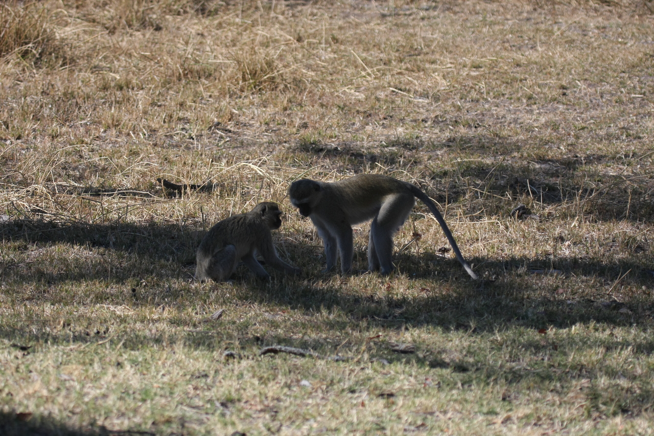 [21233] 2016_06_29_04_30_28_Africa_Canon_EOS_40D_IMG__00165.jpg