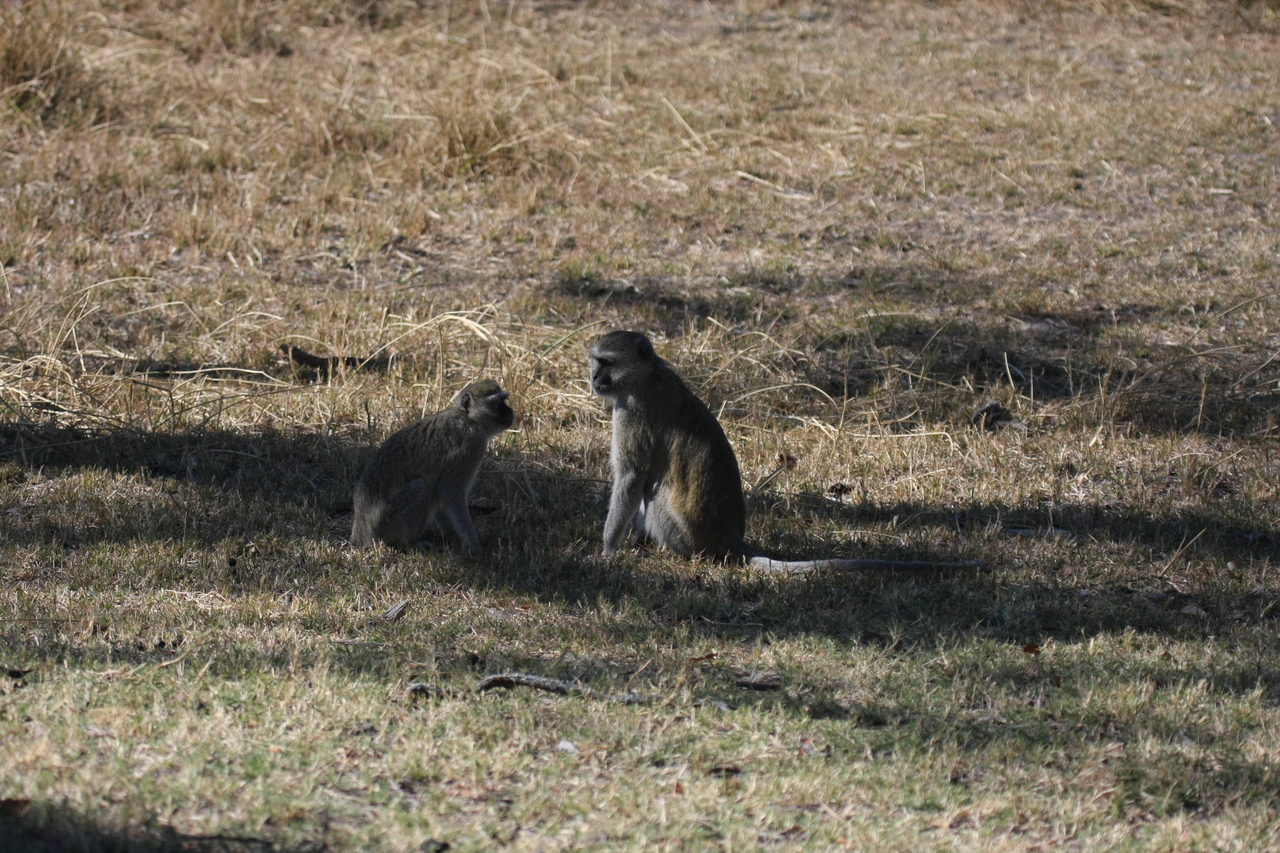[21236] 2016_06_29_04_30_43_Africa_Canon_EOS_40D_IMG__00166.jpg