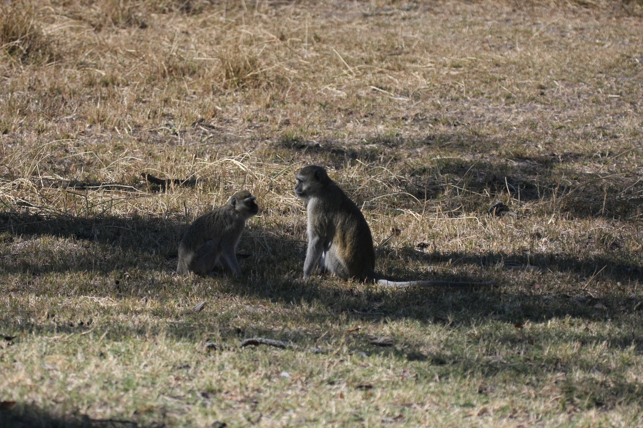 [21241] 2016_06_29_04_30_43_Africa_Canon_EOS_40D_IMG__10856.jpg