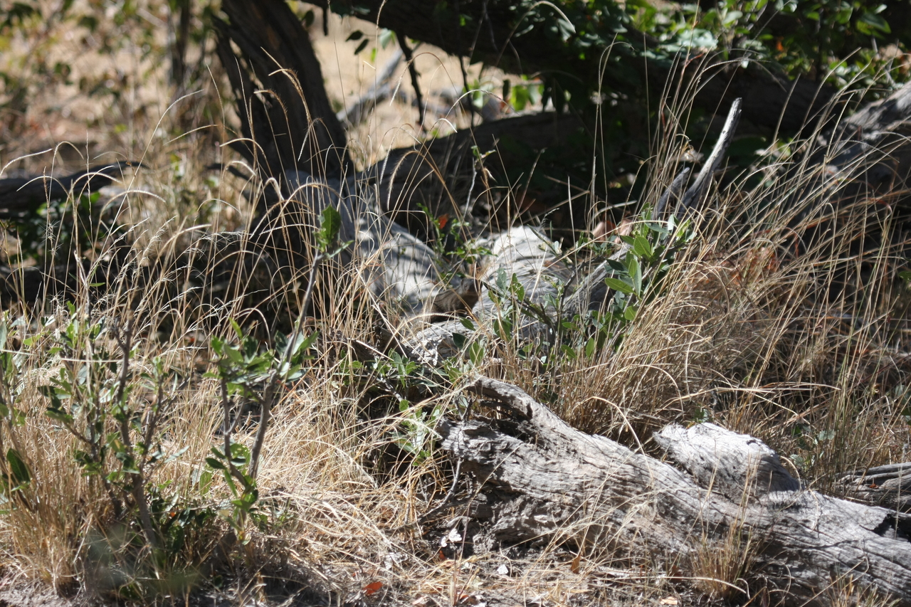 [21243] 2016_06_29_04_38_34_Africa_Canon_EOS_40D_IMG__03410.jpg