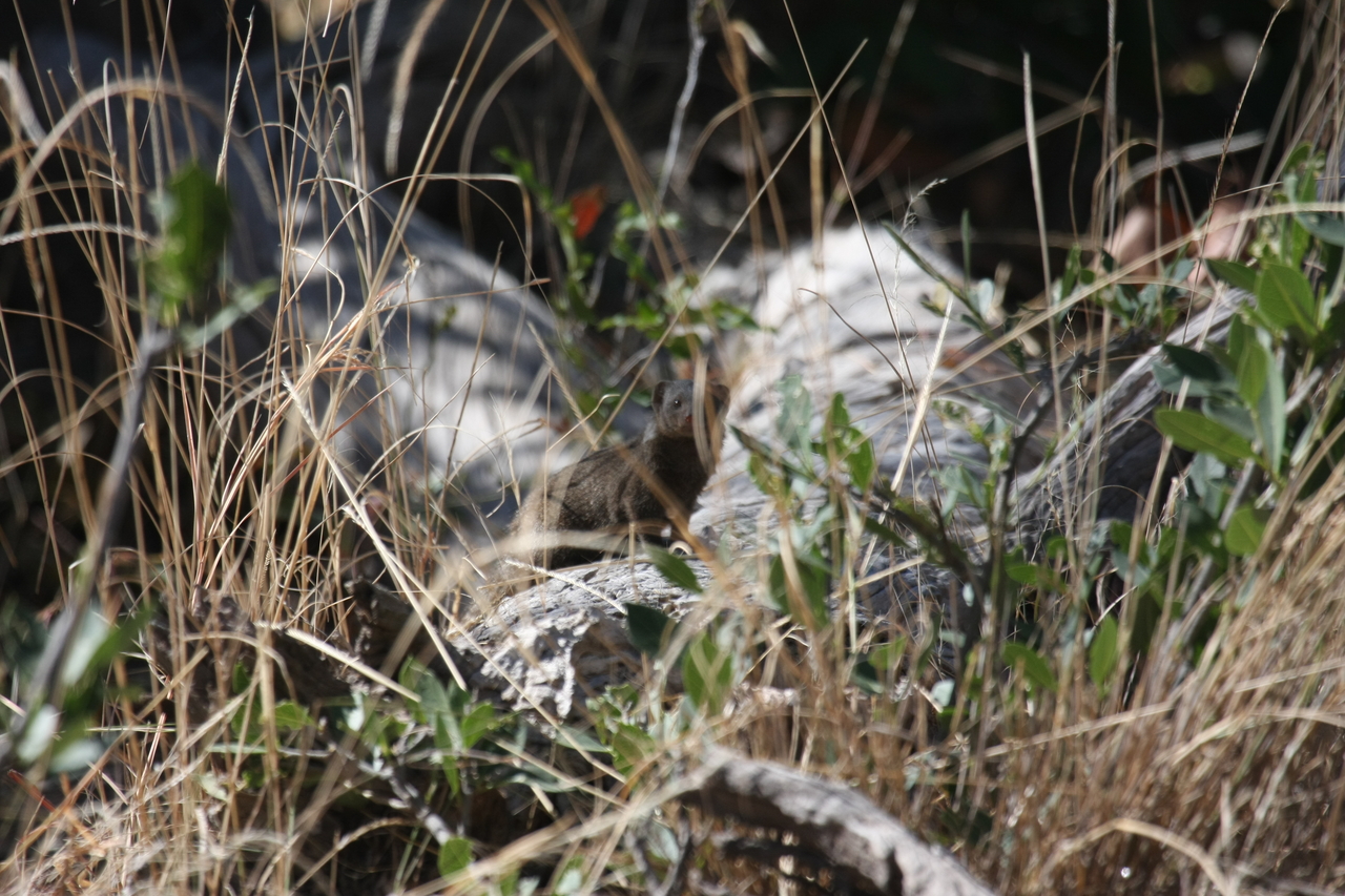 [21249] 2016_06_29_04_38_45_Africa_Canon_EOS_40D_IMG__03413.jpg