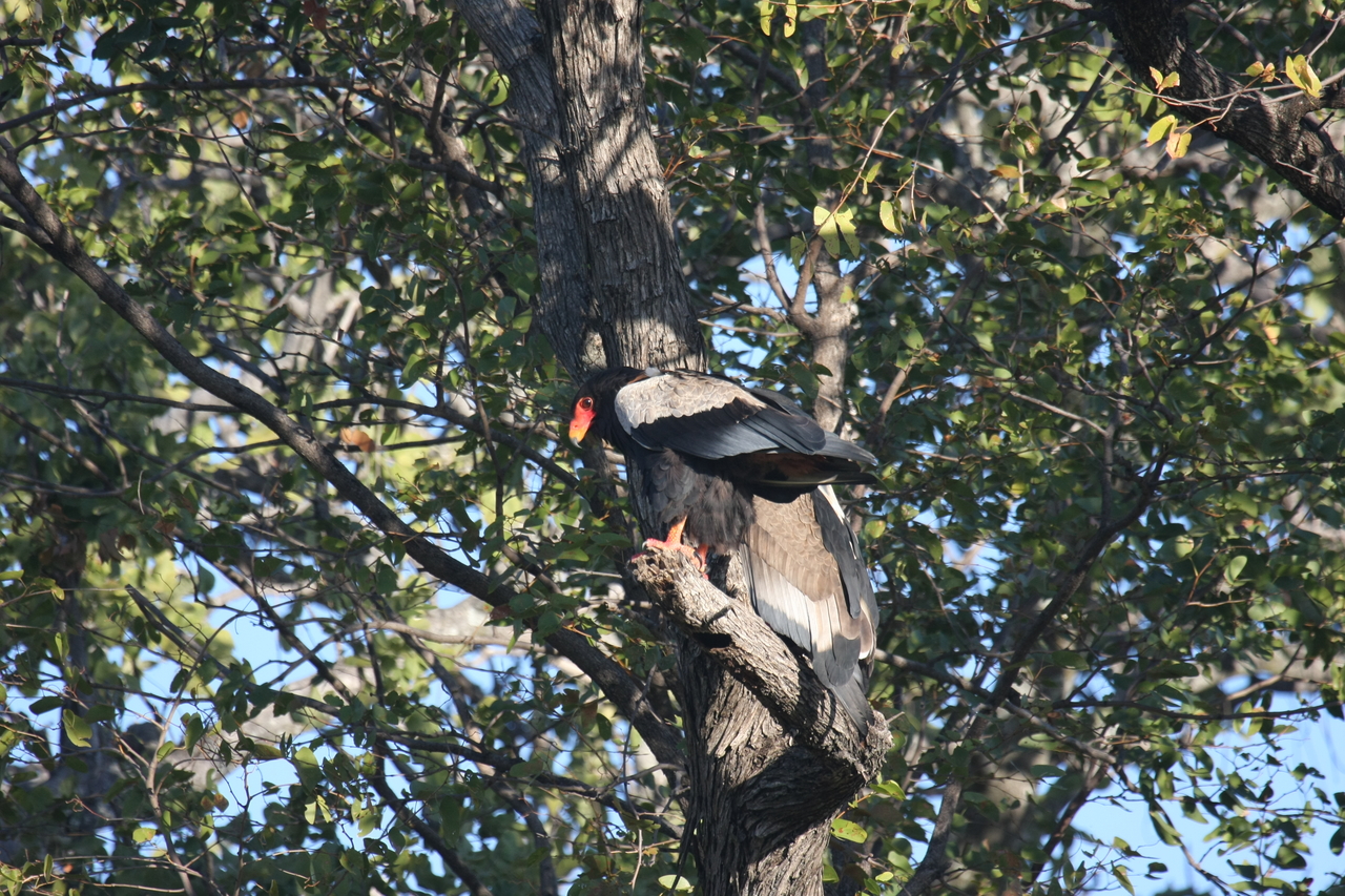 [21458] 2016_06_29_10_59_05_Africa_Canon_EOS_40D_IMG__00175.jpg