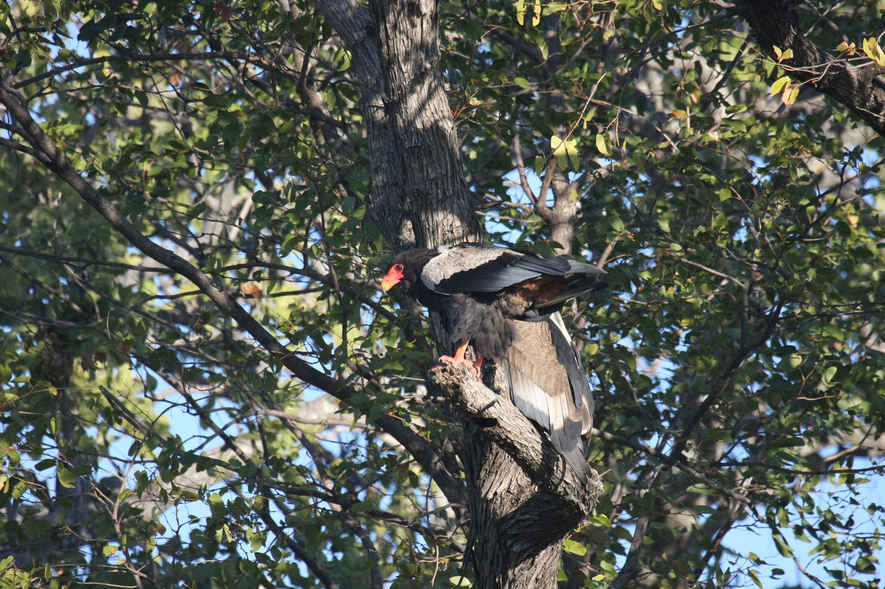 [21465] 2016_06_29_10_59_06_Africa_Canon_EOS_40D_IMG__00176.jpg