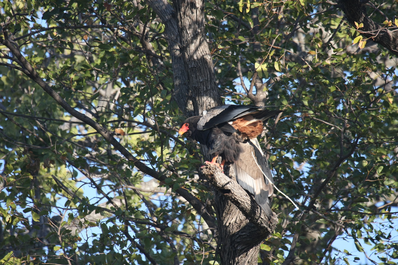 [21474] 2016_06_29_10_59_07_Africa_Canon_EOS_40D_IMG__03420.jpg