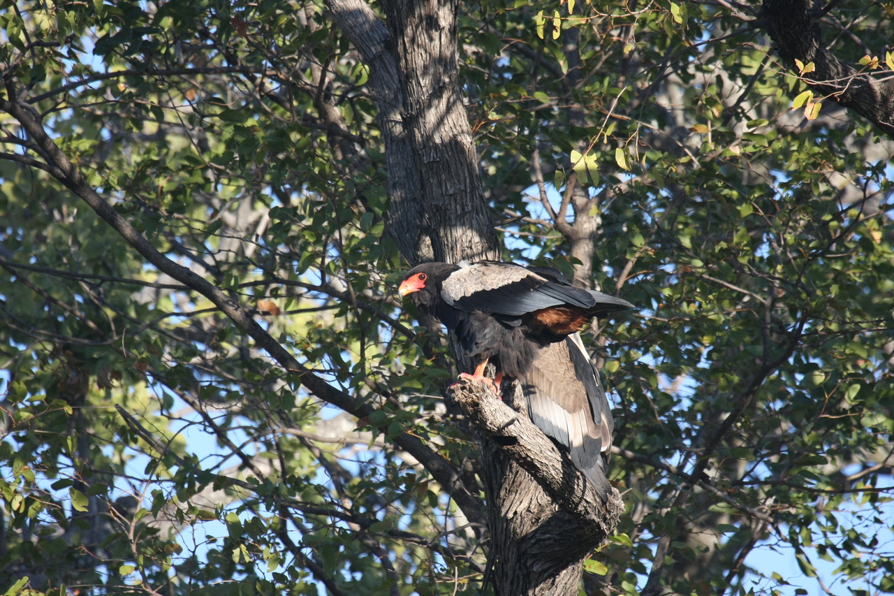 [21476] 2016_06_29_10_59_07_Africa_Canon_EOS_40D_IMG__03423.jpg
