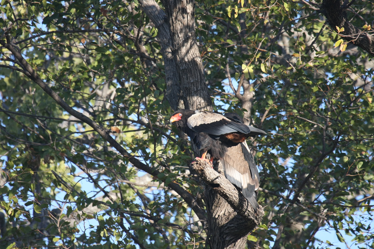 [21483] 2016_06_29_10_59_08_Africa_Canon_EOS_40D_IMG__03424.jpg