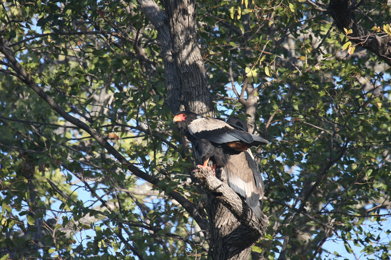 [21484] 2016_06_29_10_59_08_Africa_Canon_EOS_40D_IMG__03425.jpg