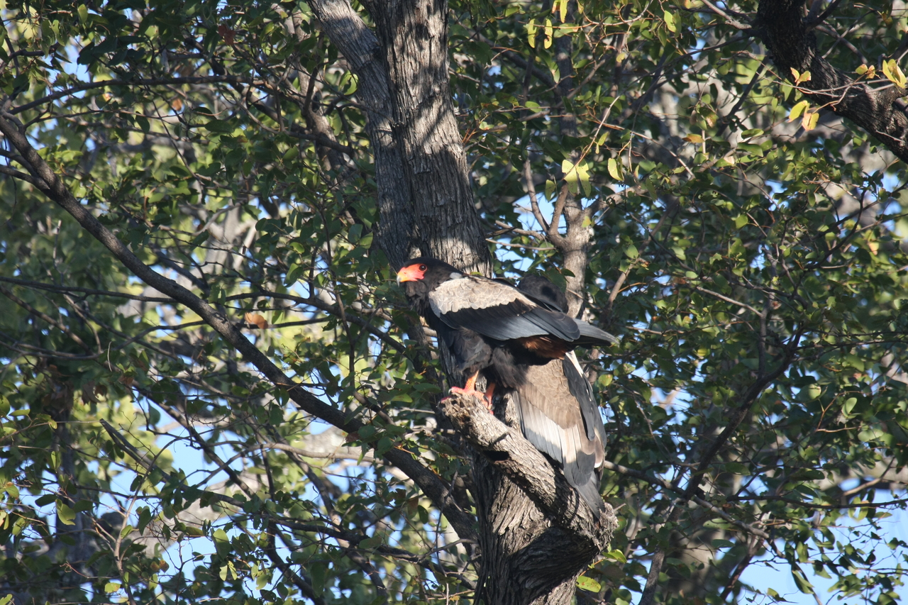 [21485] 2016_06_29_10_59_08_Africa_Canon_EOS_40D_IMG__03426.jpg
