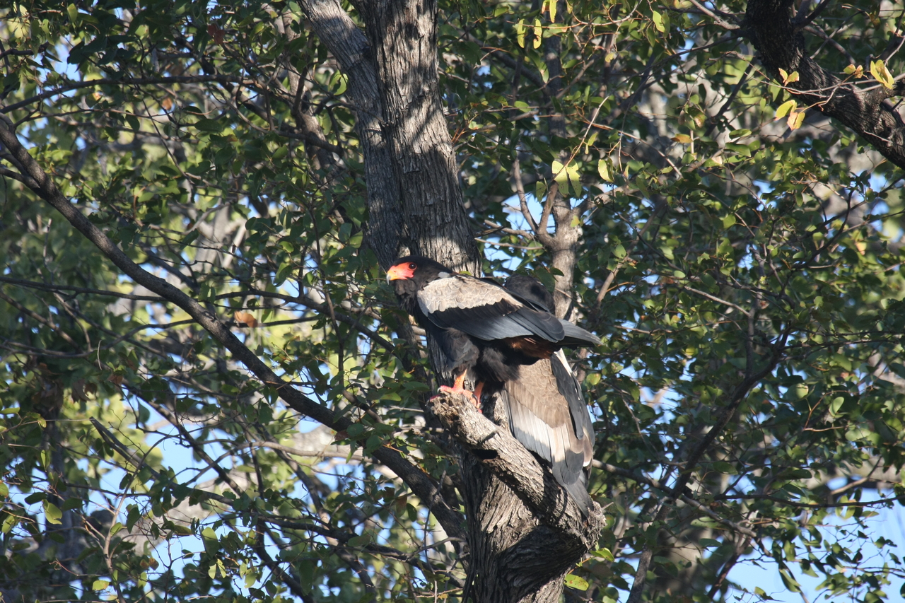 [21490] 2016_06_29_10_59_09_Africa_Canon_EOS_40D_IMG__03427.jpg