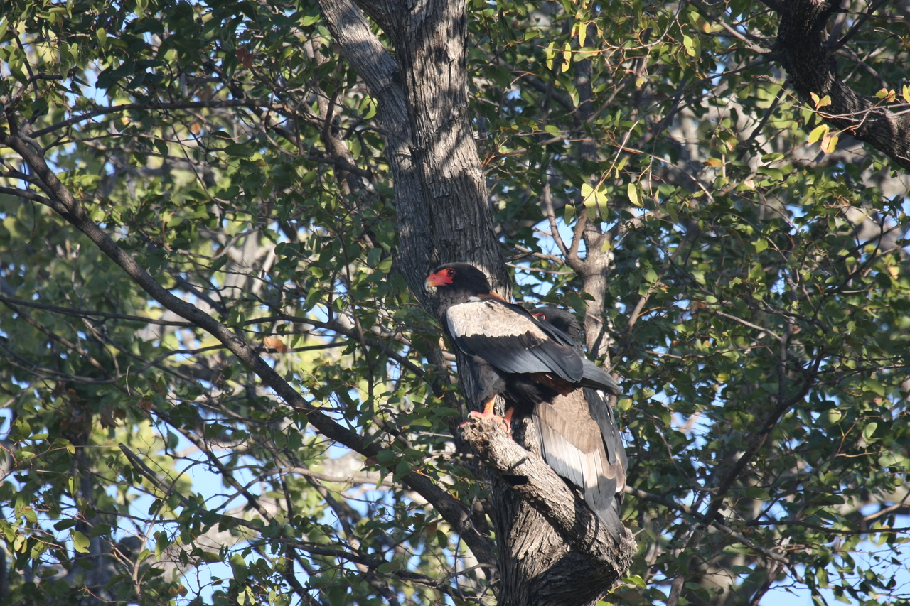 [21499] 2016_06_29_10_59_12_Africa_Canon_EOS_40D_IMG__03430.jpg