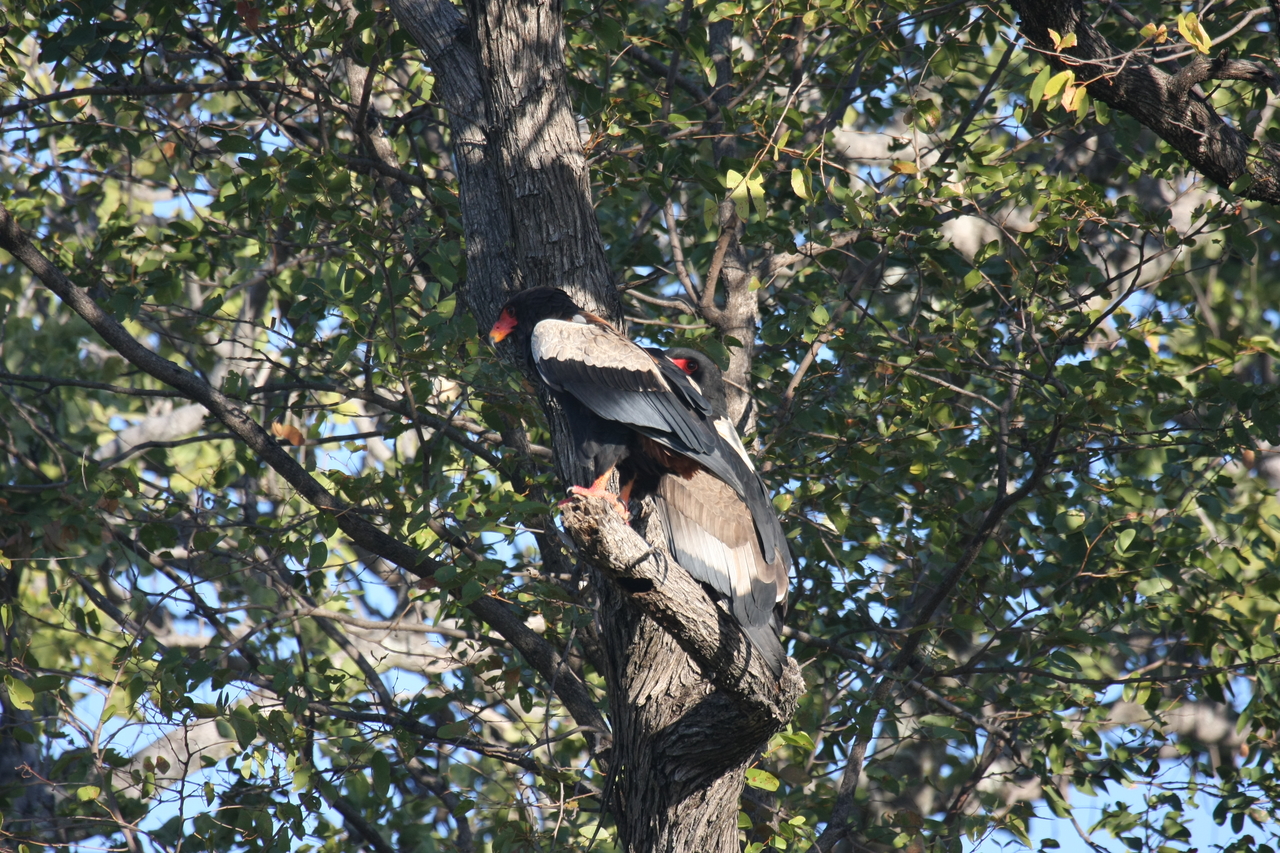[21507] 2016_06_29_10_59_46_Africa_Canon_EOS_40D_IMG__03434.jpg