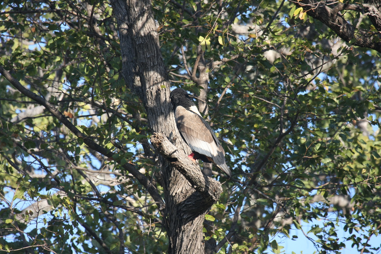 [21516] 2016_06_29_10_59_48_Africa_Canon_EOS_40D_IMG__03437.jpg