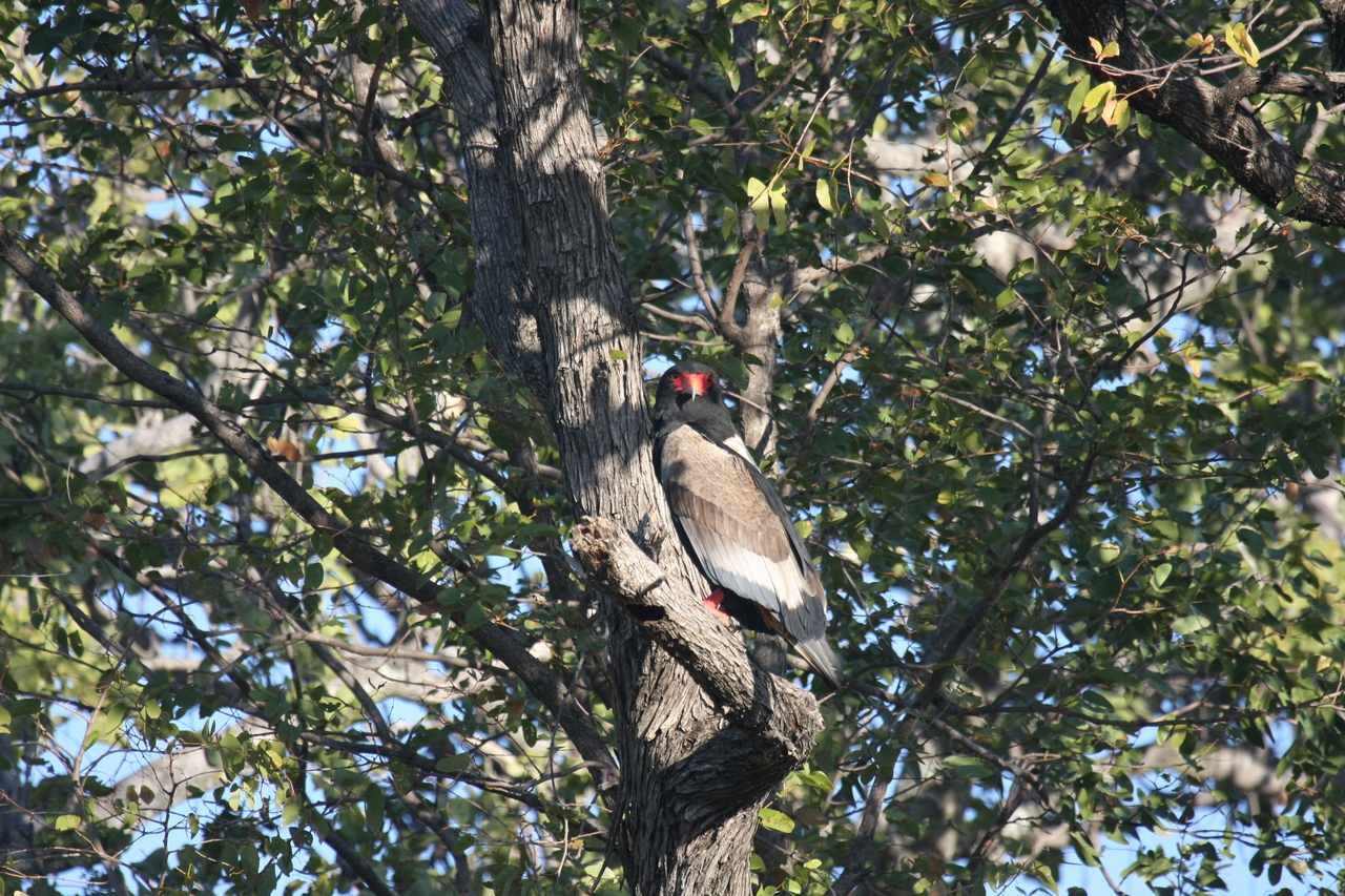[21531] 2016_06_29_10_59_54_Africa_Canon_EOS_40D_IMG__03441.jpg