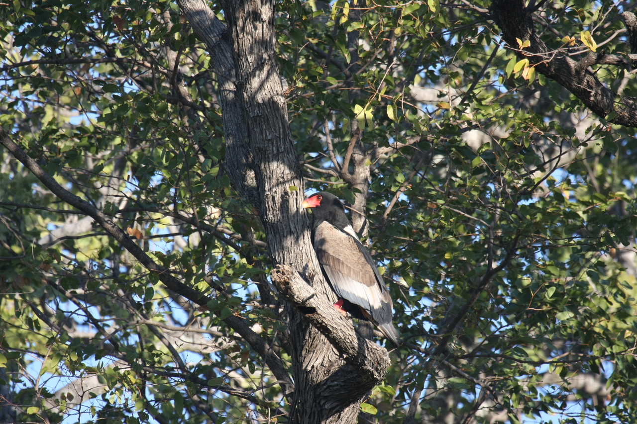 [21539] 2016_06_29_10_59_55_Africa_Canon_EOS_40D_IMG__03445.jpg