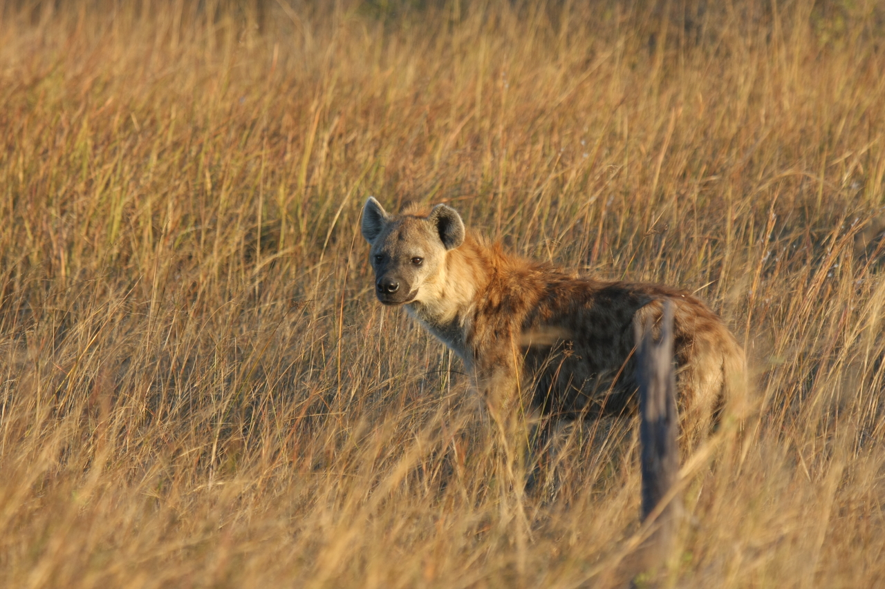 [21546] 2016_06_29_11_34_04_Africa_Canon_EOS_40D_IMG__00206.jpg