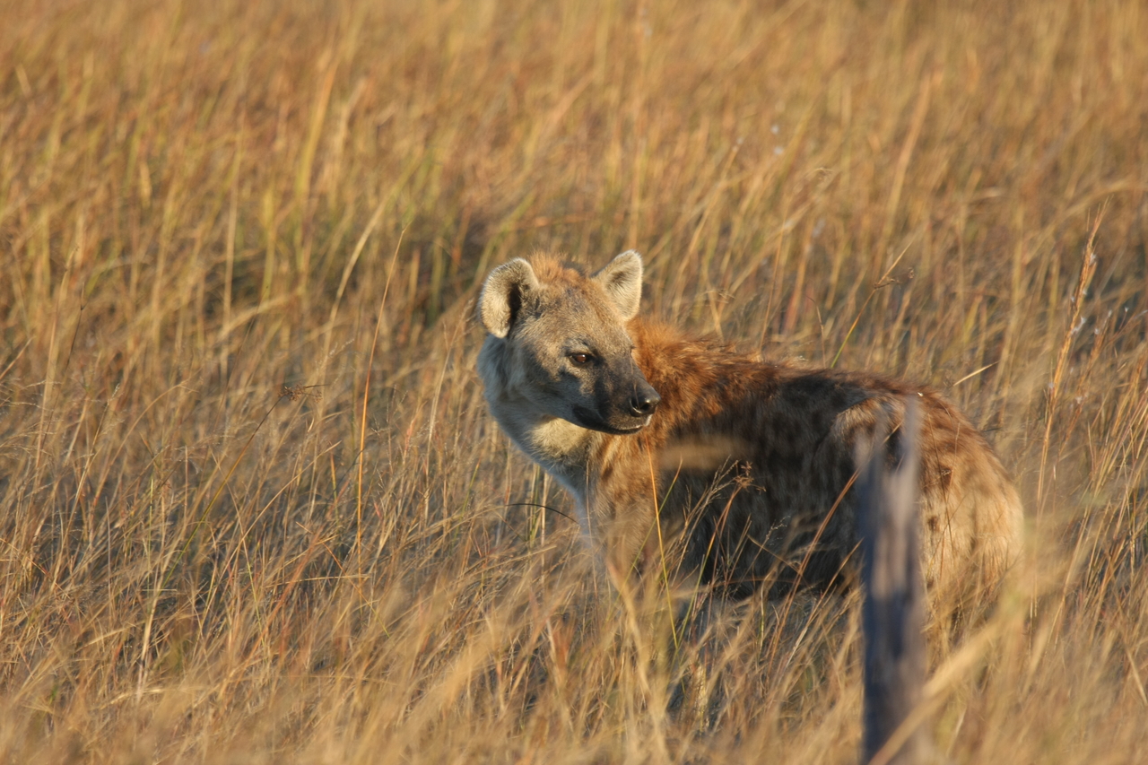 [21555] 2016_06_29_11_34_06_Africa_Canon_EOS_40D_IMG__03450.jpg