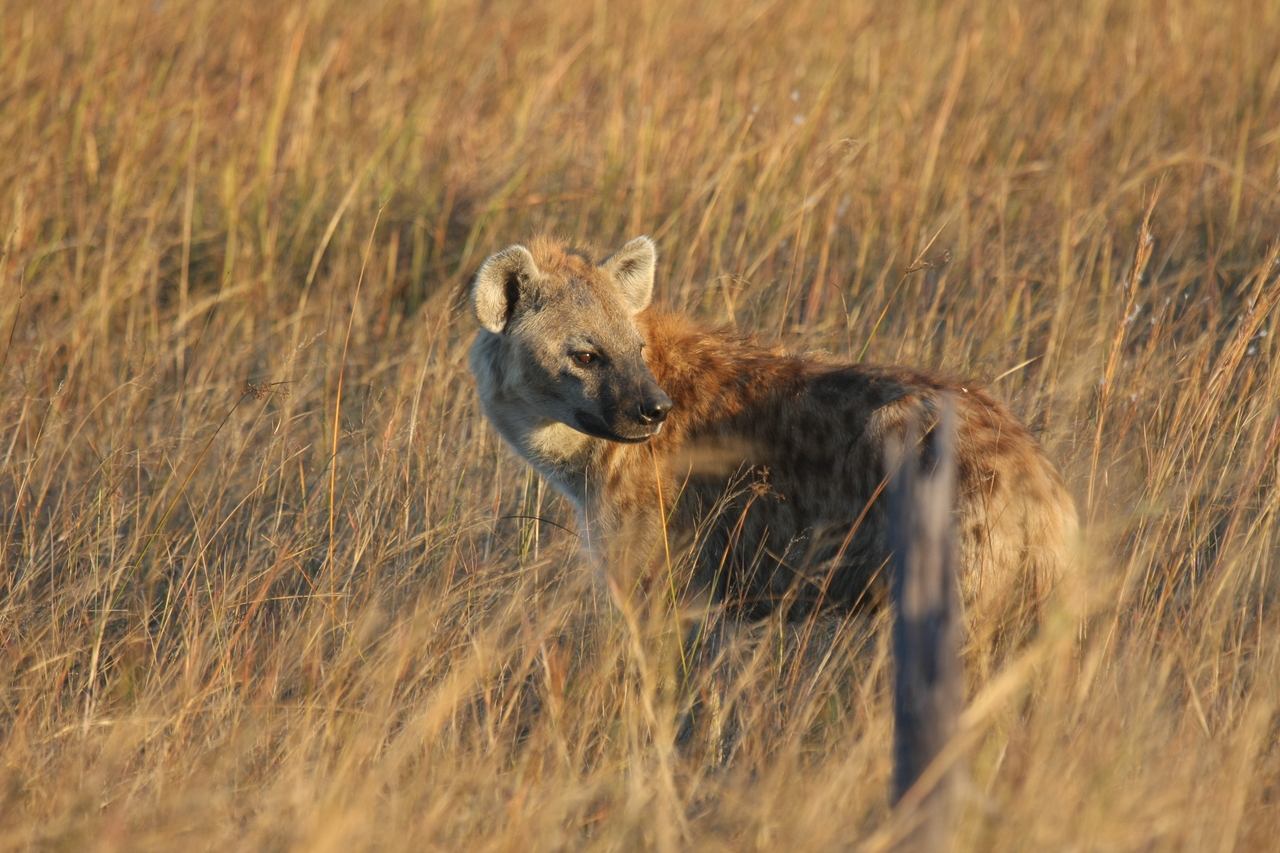 [21557] 2016_06_29_11_34_06_Africa_Canon_EOS_40D_IMG__03452.jpg