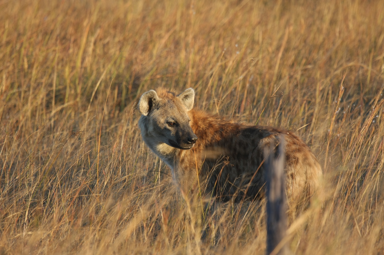 [21566] 2016_06_29_11_34_07_Africa_Canon_EOS_40D_IMG__10901.jpg