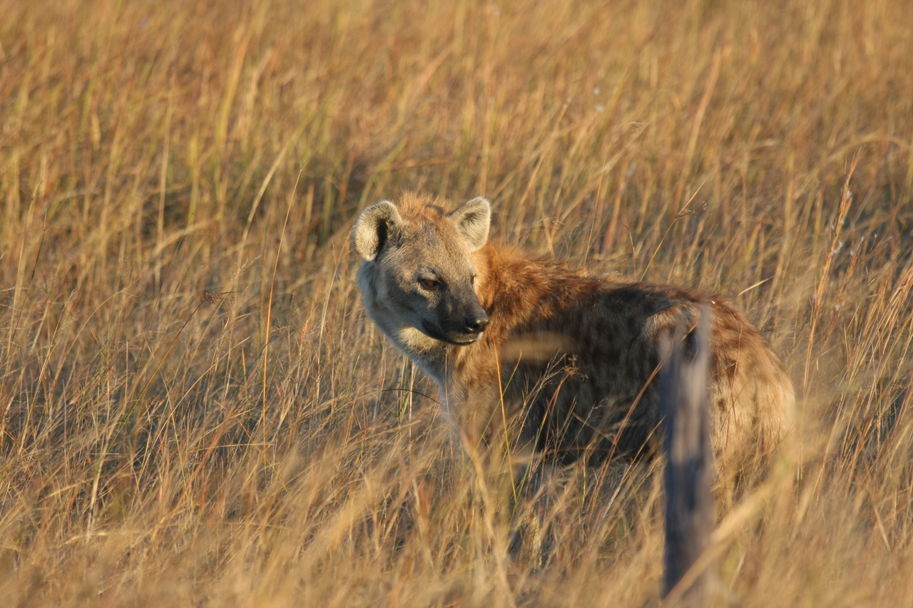 [21568] 2016_06_29_11_34_09_Africa_Canon_EOS_40D_IMG__03456.jpg