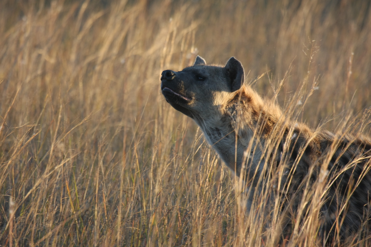 [21576] 2016_06_29_11_34_31_Africa_Canon_EOS_40D_IMG__10904.jpg
