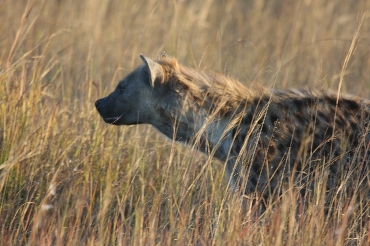 [21580] 2016_06_29_11_34_32_Africa_Canon_EOS_40D_IMG__03460.jpg