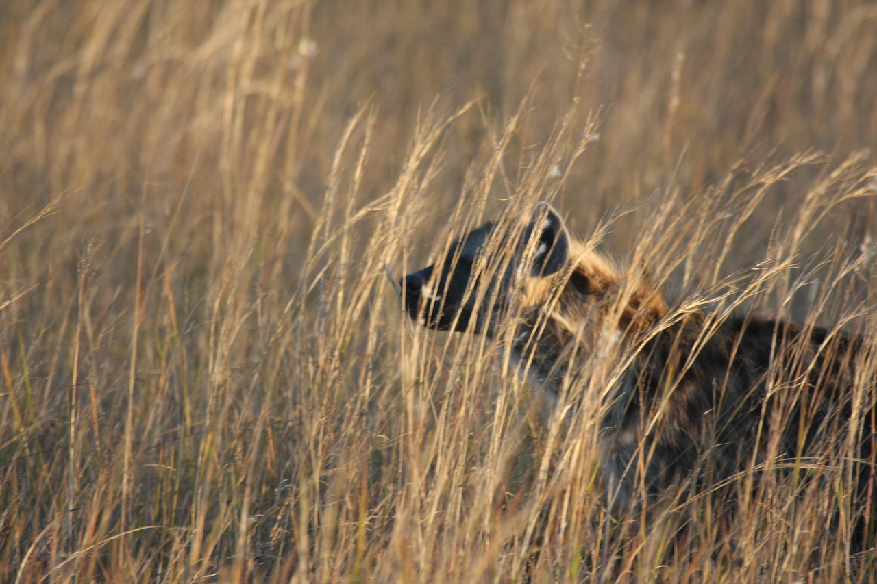[21594] 2016_06_29_11_34_42_Africa_Canon_EOS_40D_IMG__03464.jpg