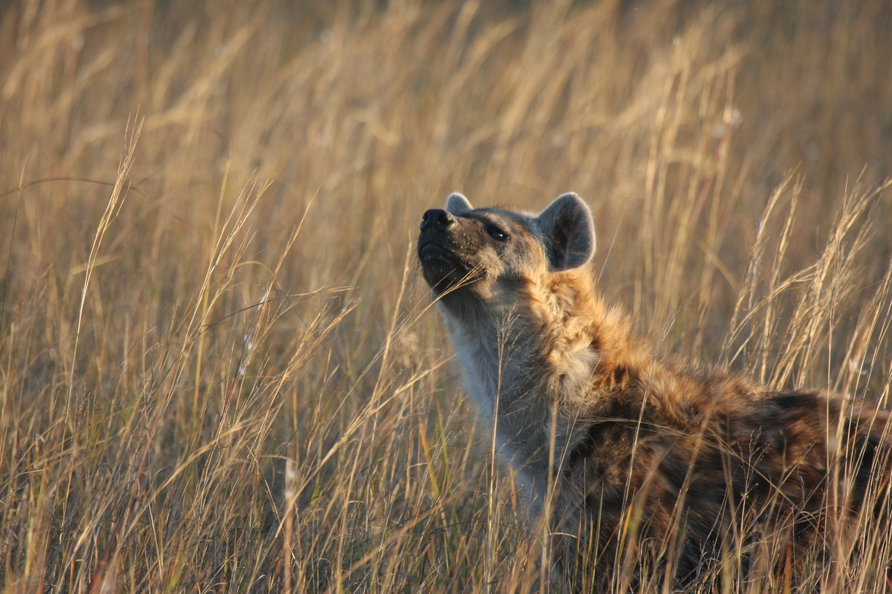 [21606] 2016_06_29_11_34_45_Africa_Canon_EOS_40D_IMG__00229.jpg