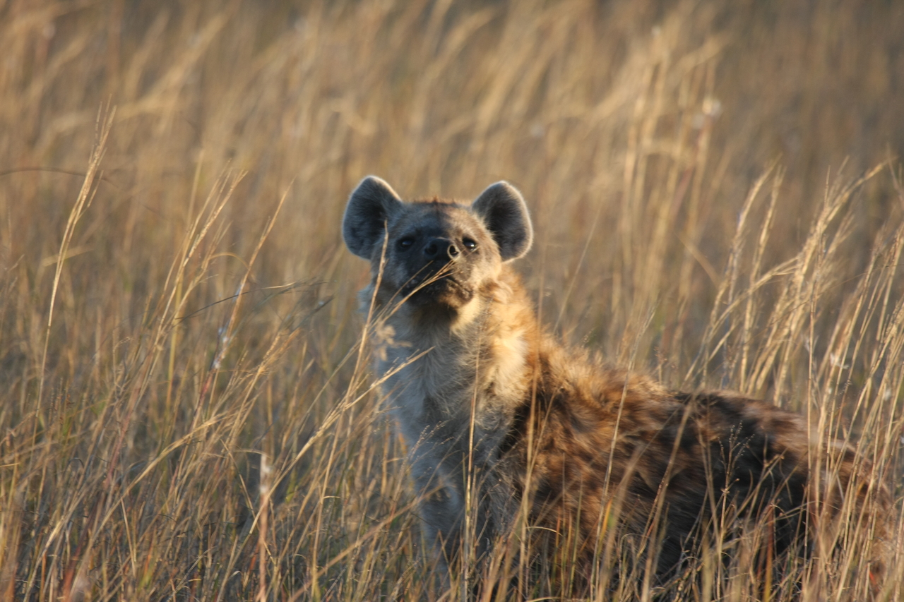 [21612] 2016_06_29_11_34_46_Africa_Canon_EOS_40D_IMG__00231.jpg