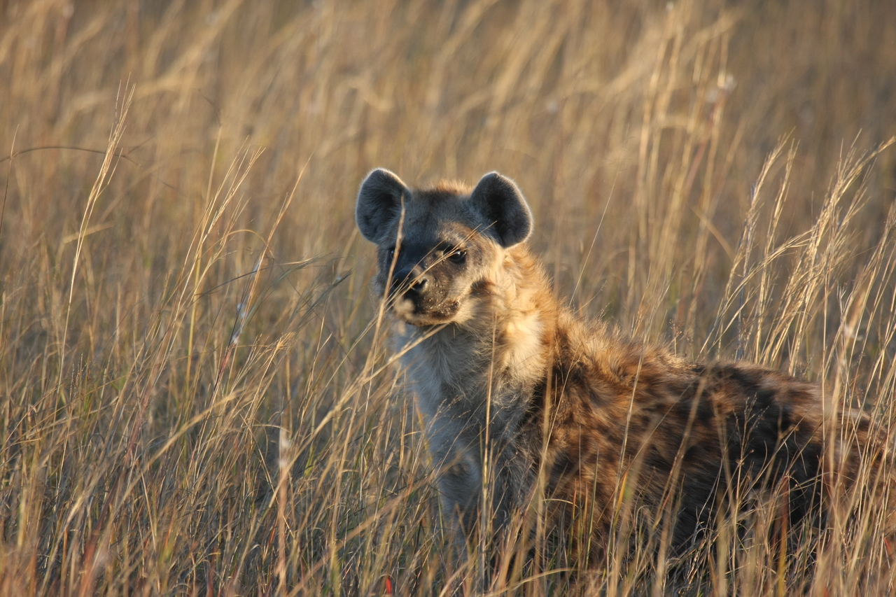 [21619] 2016_06_29_11_34_47_Africa_Canon_EOS_40D_IMG__00234.jpg