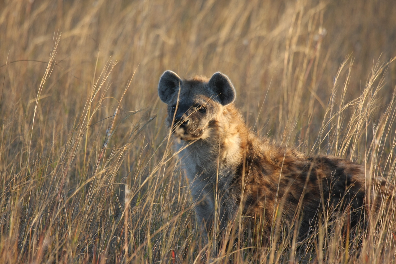 [21623] 2016_06_29_11_34_47_Africa_Canon_EOS_40D_IMG__03477.jpg