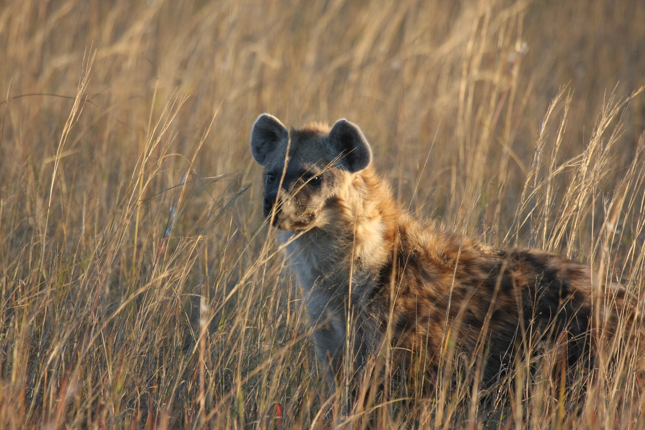 [21630] 2016_06_29_11_34_48_Africa_Canon_EOS_40D_IMG__03480.jpg
