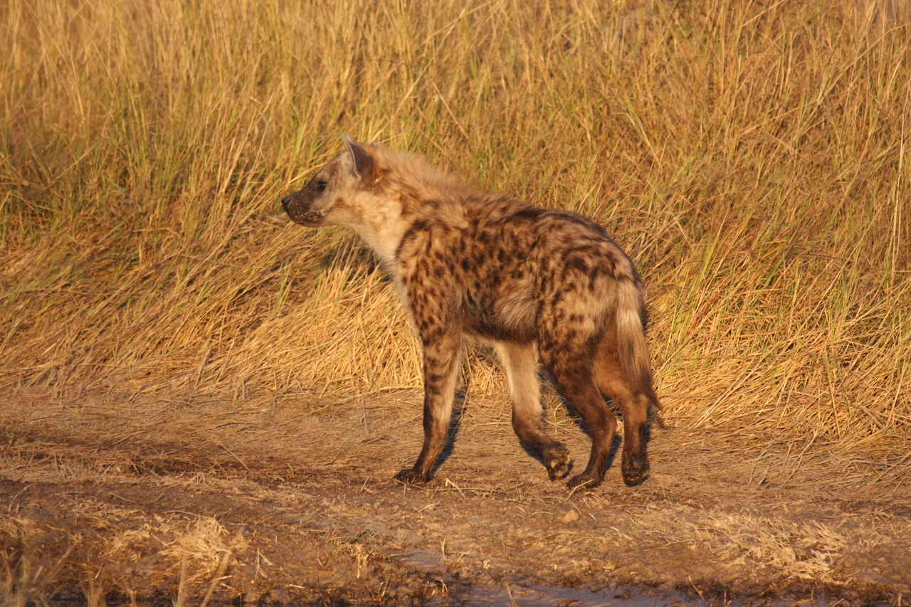 [21700] 2016_06_29_11_36_56_Africa_Canon_EOS_40D_IMG__03505.jpg