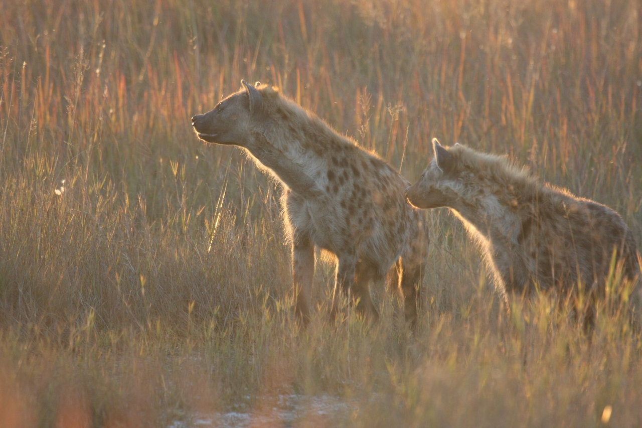 [21716] 2016_06_29_11_44_57_Africa_Canon_EOS_40D_IMG__03510.jpg