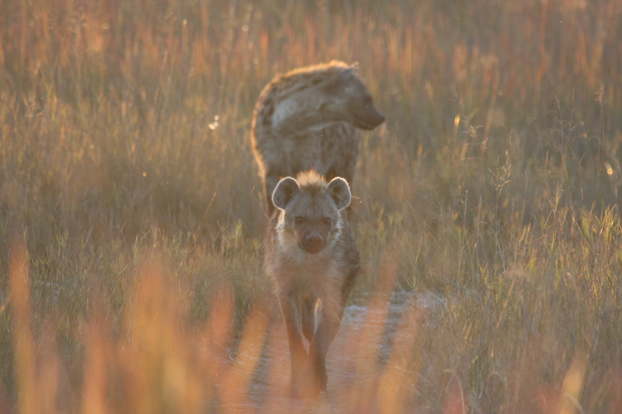 [21747] 2016_06_29_11_45_15_Africa_Canon_EOS_40D_IMG__00281.jpg