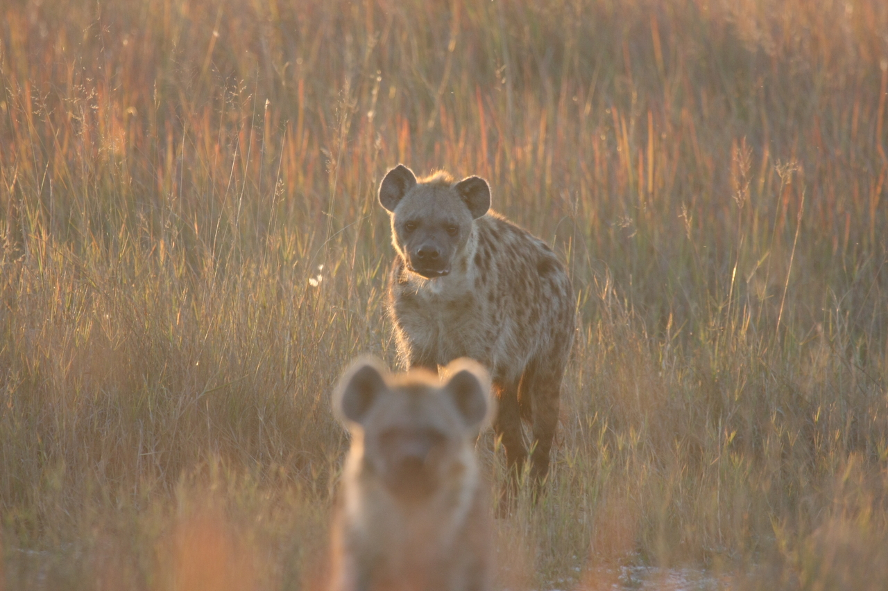 [21759] 2016_06_29_11_45_20_Africa_Canon_EOS_40D_IMG__03526.jpg