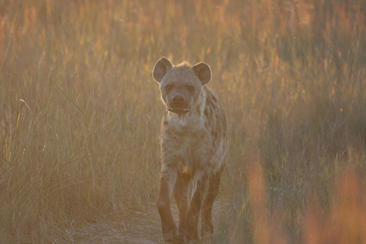 [21776] 2016_06_29_11_45_48_Africa_Canon_EOS_40D_IMG__03532.jpg