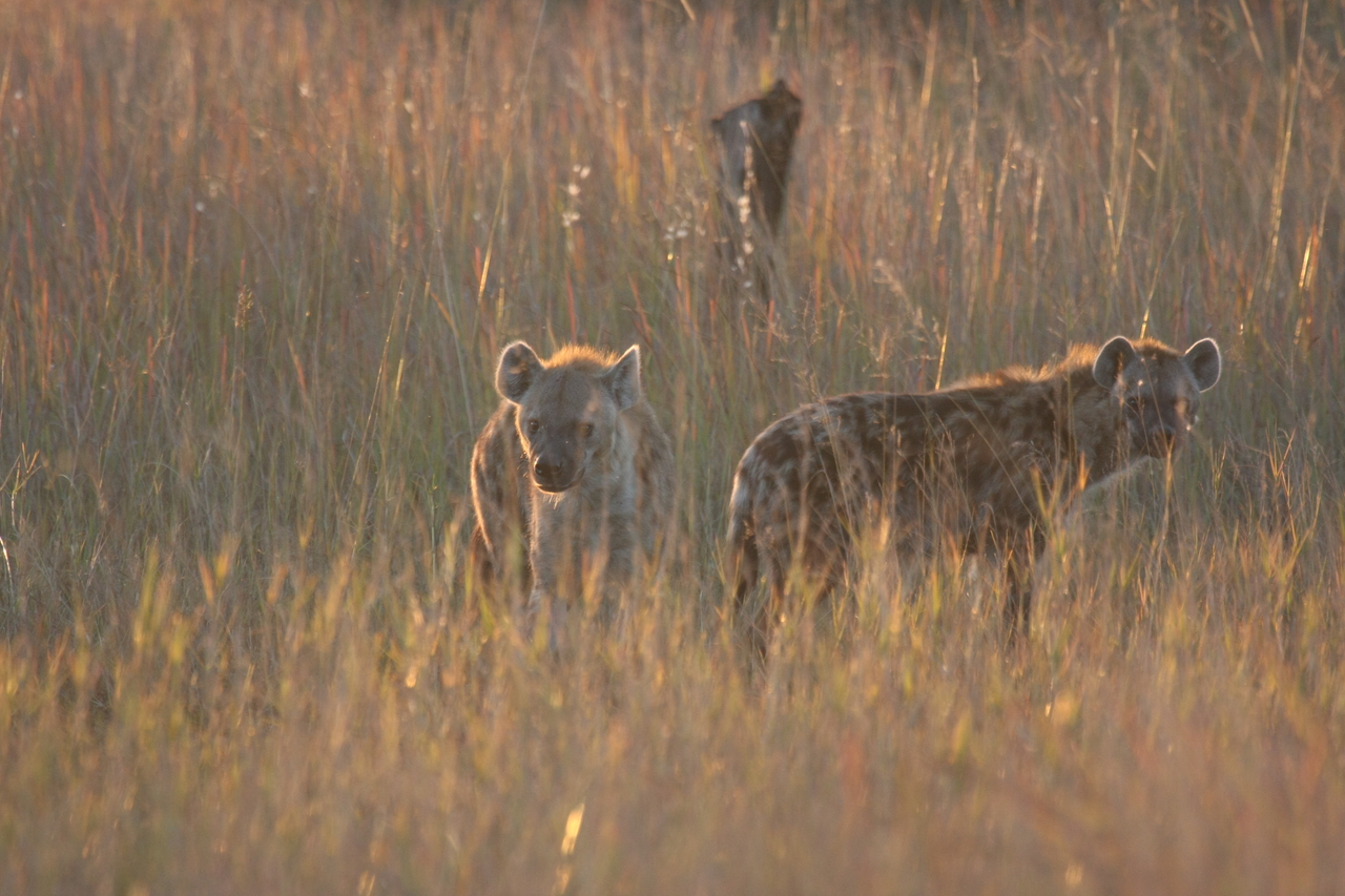 [21795] 2016_06_29_11_46_03_Africa_Canon_EOS_40D_IMG__03540.jpg