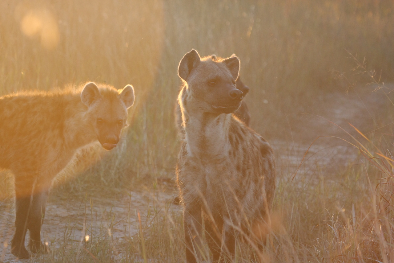 [21827] 2016_06_29_11_46_45_Africa_Canon_EOS_40D_IMG__10998.jpg