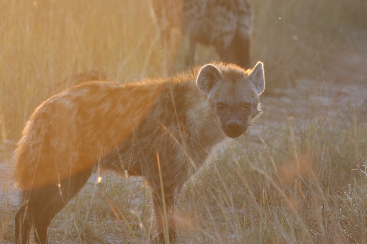 [21837] 2016_06_29_11_47_06_Africa_Canon_EOS_40D_IMG__03556.jpg