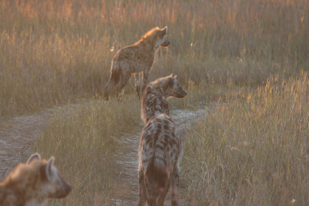 [21860] 2016_06_29_11_48_07_Africa_Canon_EOS_40D_IMG__11010.jpg