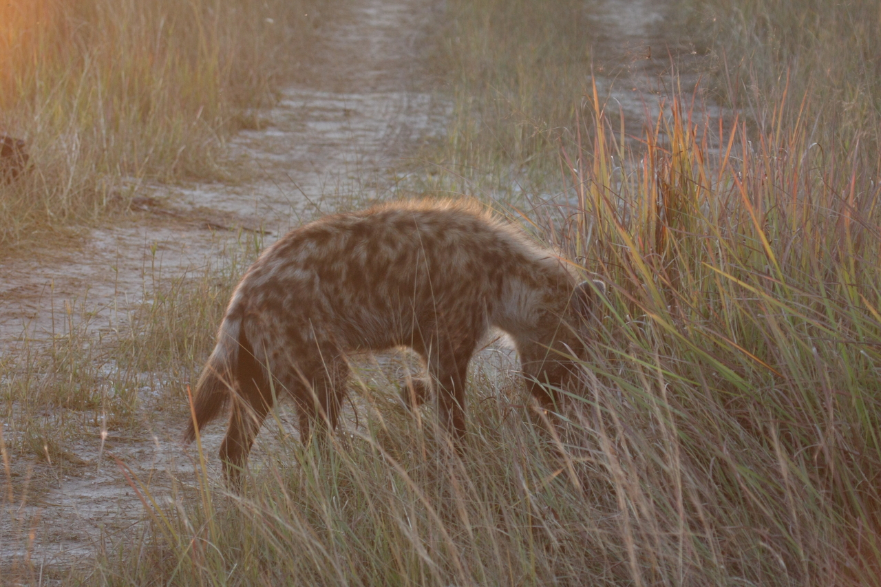 [21874] 2016_06_29_11_49_13_Africa_Canon_EOS_40D_IMG__11015.jpg