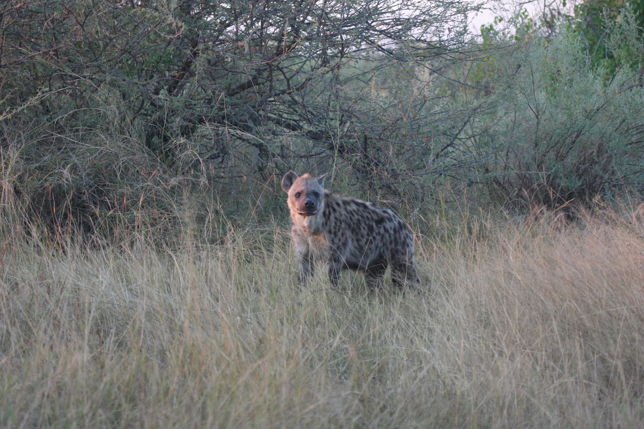 [21882] 2016_06_29_11_51_06_Africa_Canon_EOS_40D_IMG__03572.jpg