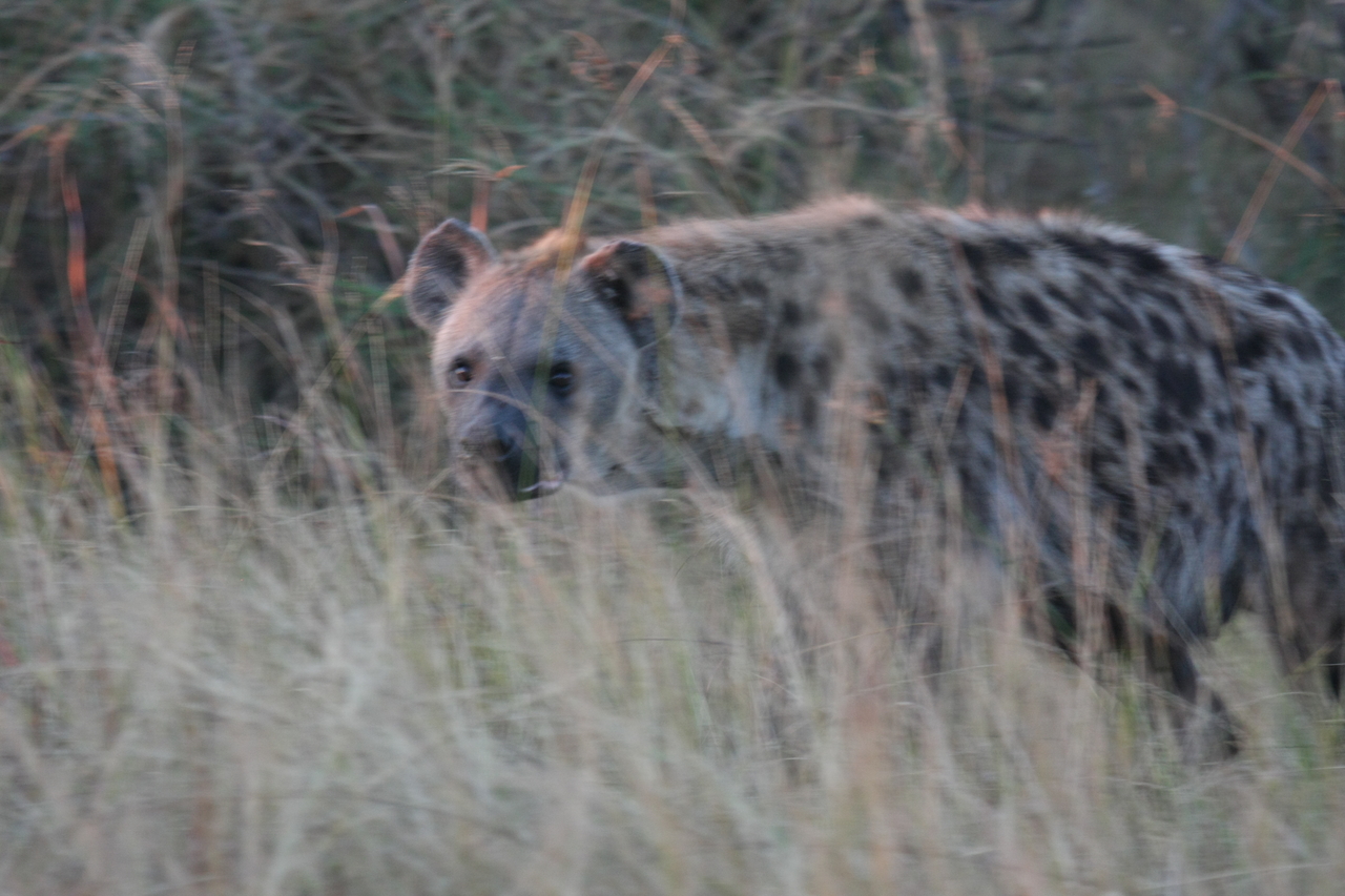 [21902] 2016_06_29_11_51_15_Africa_Canon_EOS_40D_IMG__11027.jpg